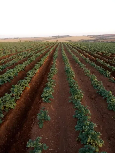 Foto 1 de Fazenda/Sítio à venda, 12100000m² em Zona Rural, Perdizes