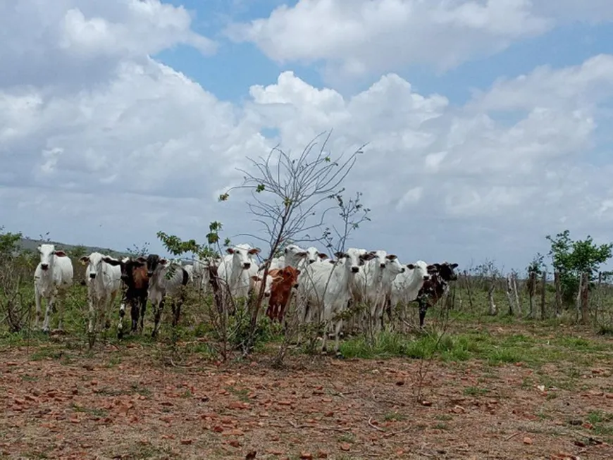 Foto 1 de Fazenda/Sítio à venda, 400000m² em , Macaíba