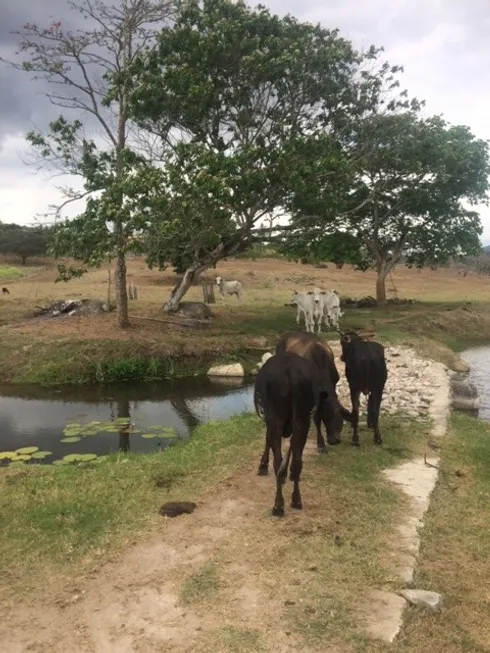 Foto 1 de Fazenda/Sítio com 4 Quartos à venda, 210m² em , Agrestina