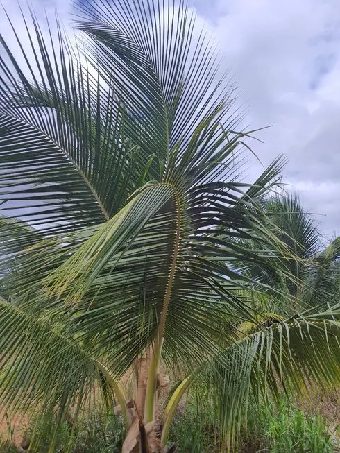 Foto 1 de Fazenda/Sítio à venda em , Touros