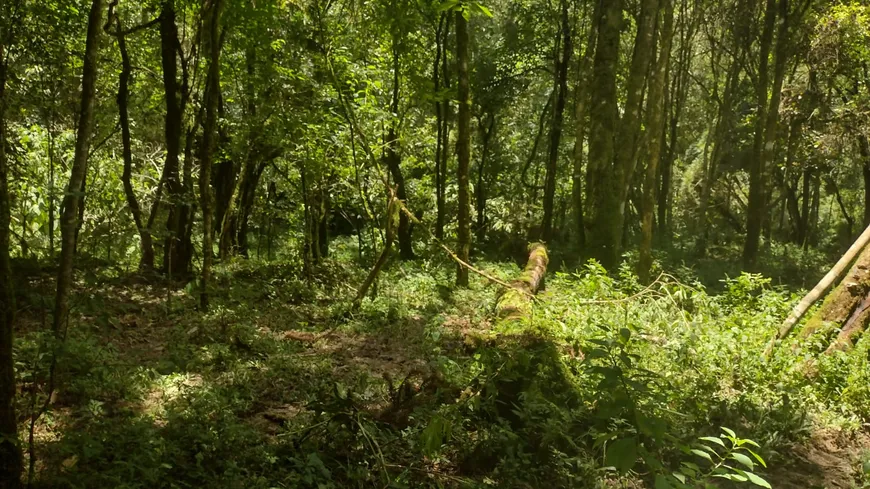 Foto 1 de Fazenda/Sítio à venda, 36000m² em Zona Rural, Marmelópolis