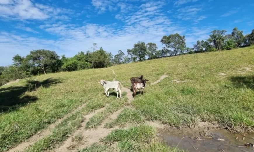 Foto 1 de Fazenda/Sítio com 3 Quartos à venda, 43000000m² em Centro, Perdizes