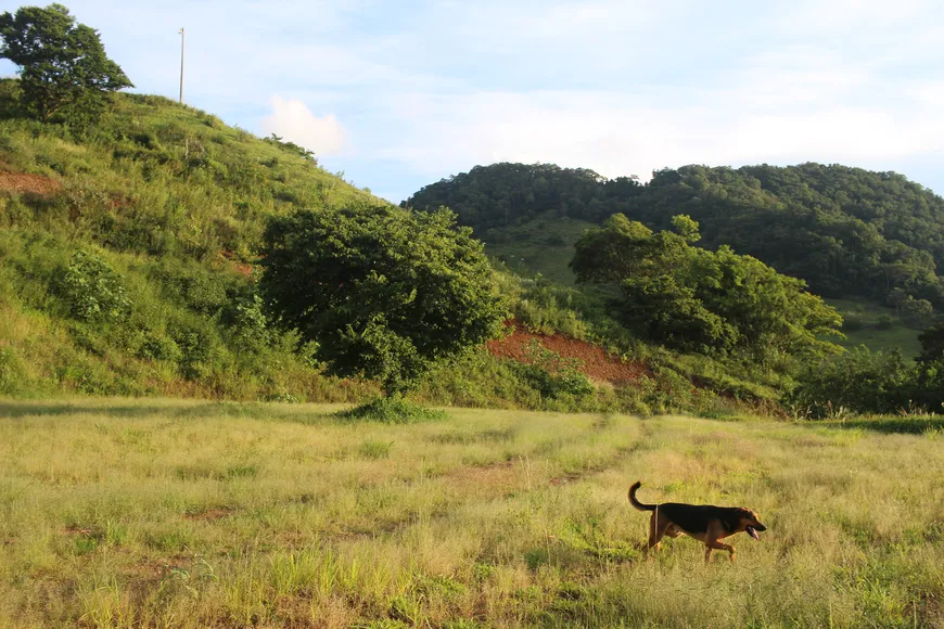 Foto 1 de Lote/Terreno à venda, 25000m² em Zona Rural, Pardinho