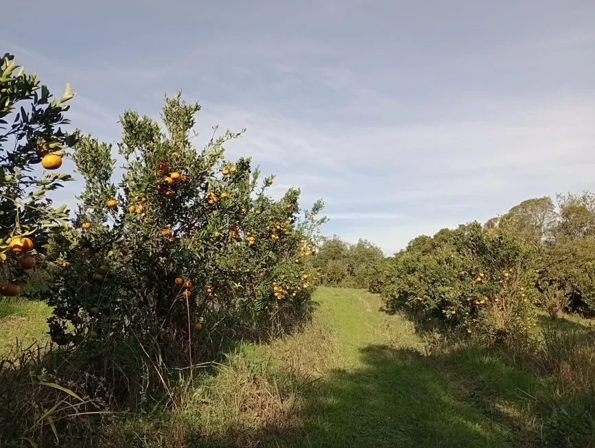 Foto 1 de Fazenda/Sítio à venda, 40000m² em Cascata, Pelotas