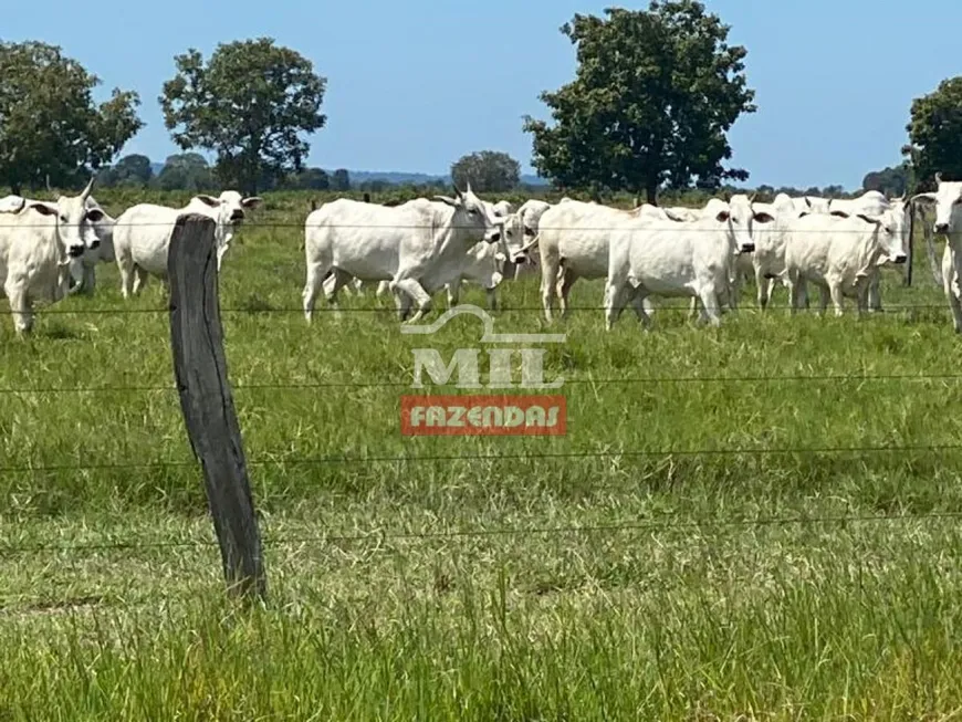 Foto 1 de Fazenda/Sítio à venda em Zona Rural, Campinápolis