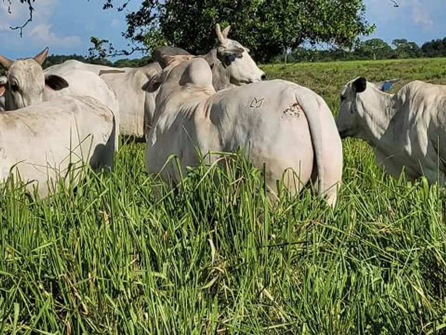 Foto 1 de Fazenda/Sítio à venda, 6135000m² em Zona Rural, Santo Antônio do Leverger