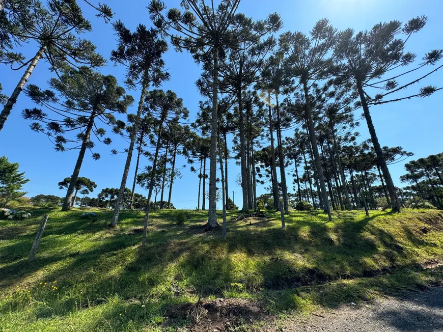 Foto 1 de Lote/Terreno à venda, 2200m² em Lageado, Campo Alegre