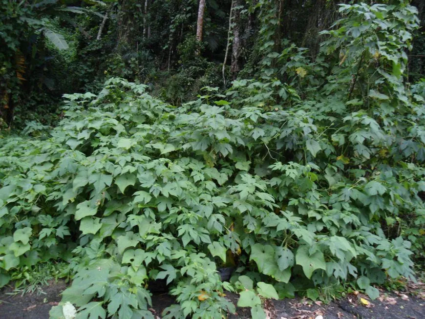 Foto 1 de Lote/Terreno à venda, 2900m² em Serra da Cantareira, Mairiporã