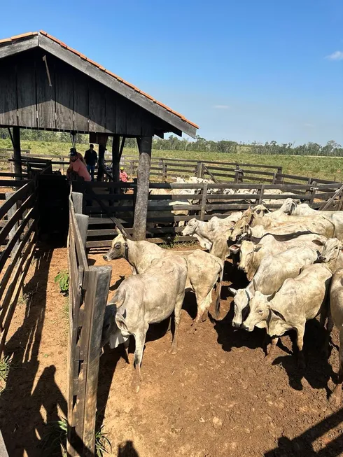 Foto 1 de Fazenda/Sítio com 1 Quarto à venda, 153000m² em , União do Sul