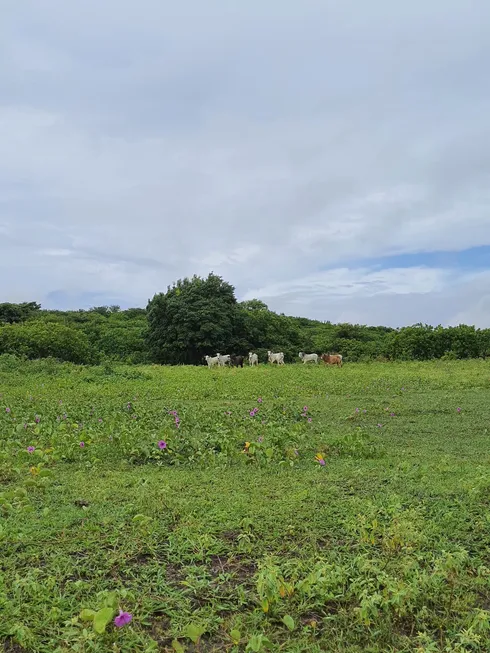 Foto 1 de Fazenda/Sítio com 3 Quartos à venda, 30000m² em Monte Alegre, Monte Alegre