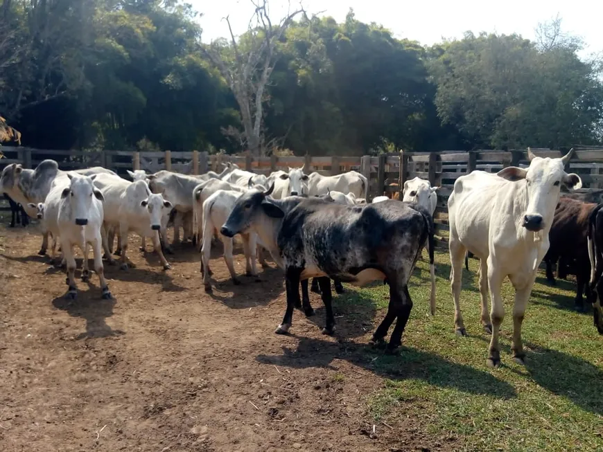 Foto 1 de Fazenda/Sítio com 2 Quartos à venda, 532000m² em Zona Rural, Cambuí