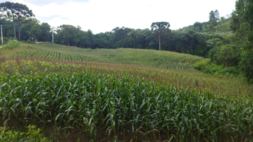 Foto 1 de Fazenda/Sítio à venda, 10000m² em Morro Azul, Almirante Tamandaré