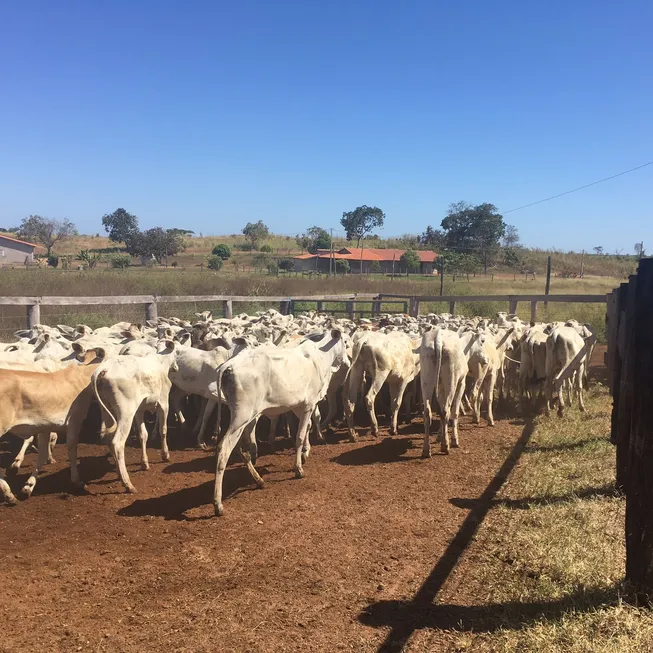 Foto 1 de Fazenda/Sítio com 6 Quartos à venda em , Goiatins