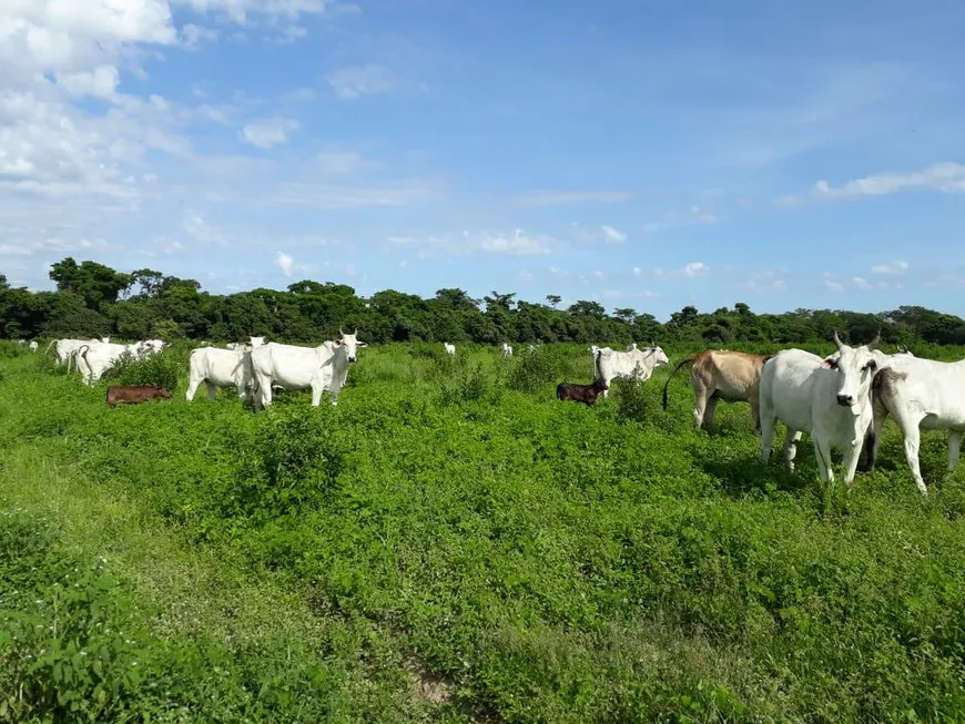 Foto 1 de Fazenda/Sítio com 4 Quartos à venda, 1446m² em , São Romão