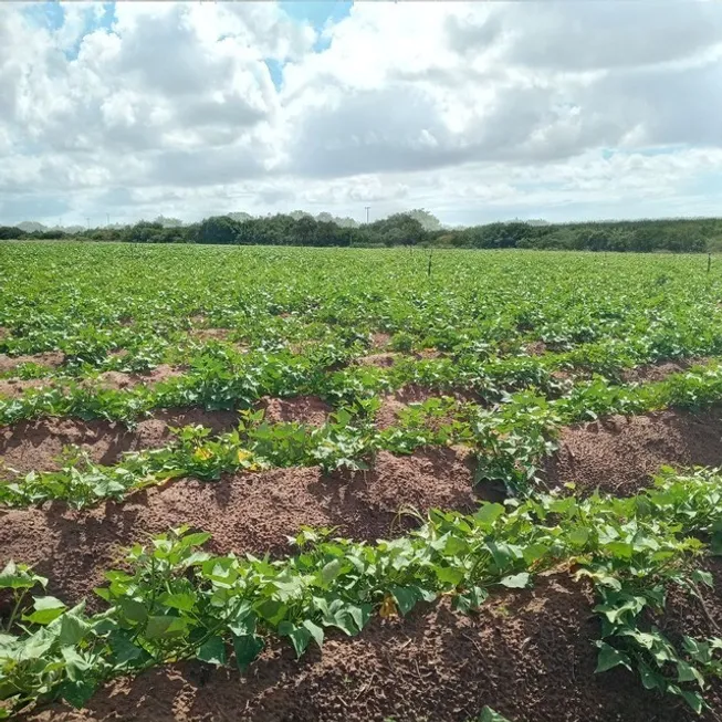 Foto 1 de Fazenda/Sítio à venda, 44000m² em , Touros