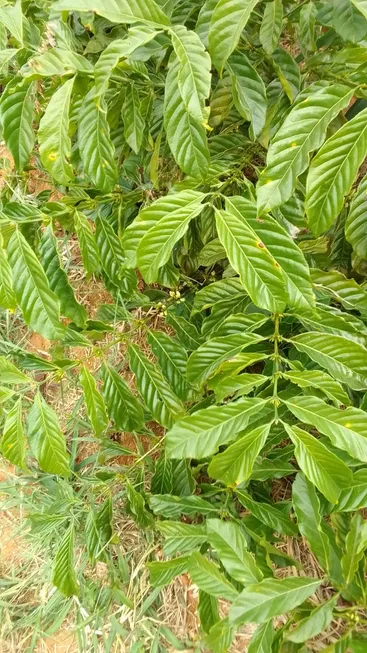 Foto 1 de Fazenda/Sítio à venda, 96800m² em Niteroi, Atilio Vivacqua