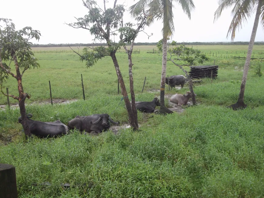 Foto 1 de Fazenda/Sítio com 1 Quarto à venda, 90000000m² em Centro, Pracuúba