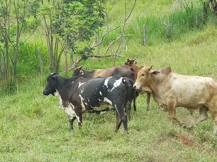 Foto 1 de Fazenda/Sítio à venda, 34000m² em Niteroi, Atilio Vivacqua