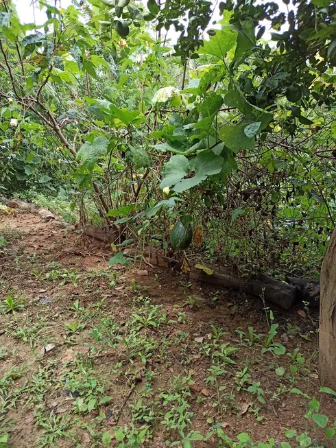 Foto 1 de Fazenda/Sítio com 2 Quartos à venda, 270000m² em Bezerra, Formosa