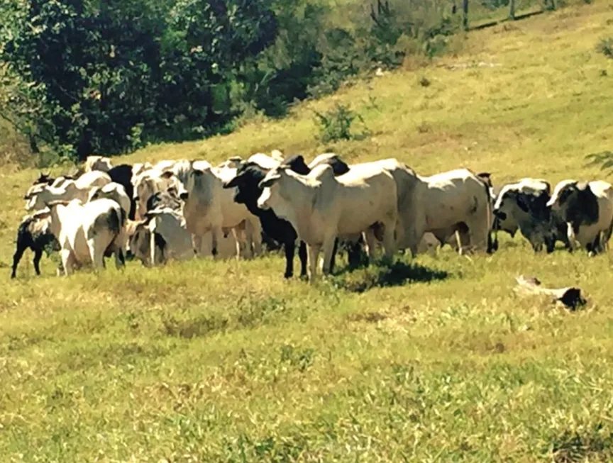 Foto 1 de Fazenda/Sítio com 7 Quartos à venda, 11600000m² em Zona Rural, Primavera do Leste