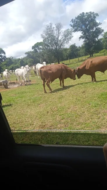 Foto 1 de Fazenda/Sítio com 3 Quartos à venda, 150m² em Pirizal, Nossa Senhora do Livramento