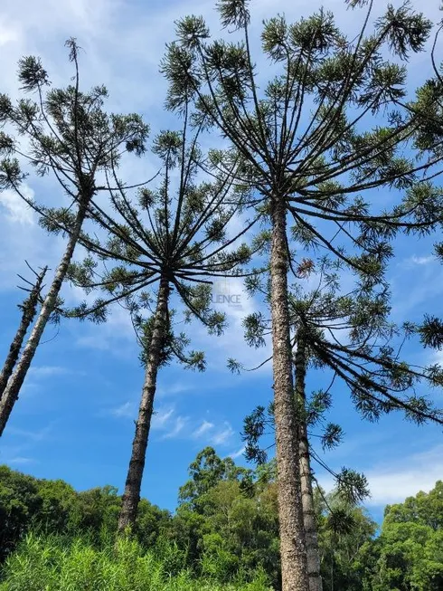 Foto 1 de Fazenda/Sítio com 2 Quartos à venda, 105000m² em , Garibaldi