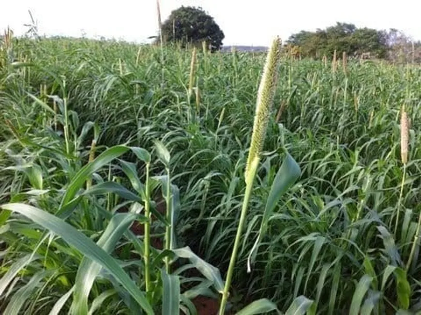 Foto 1 de Fazenda/Sítio à venda, 169000m² em , São Pedro