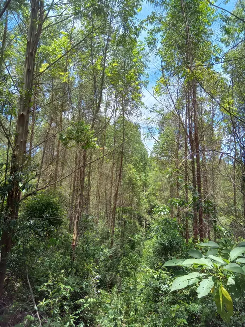 Foto 1 de Fazenda/Sítio à venda, 81487m² em Zona Rural, Tijucas do Sul