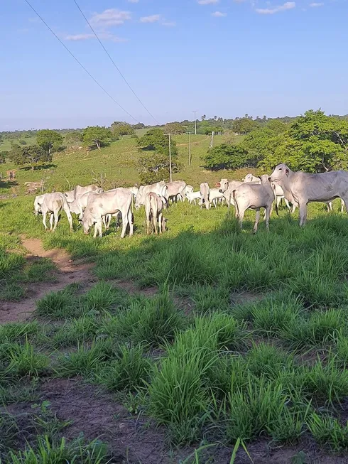 Foto 1 de Fazenda/Sítio à venda, 200000m² em , Monte Alegre