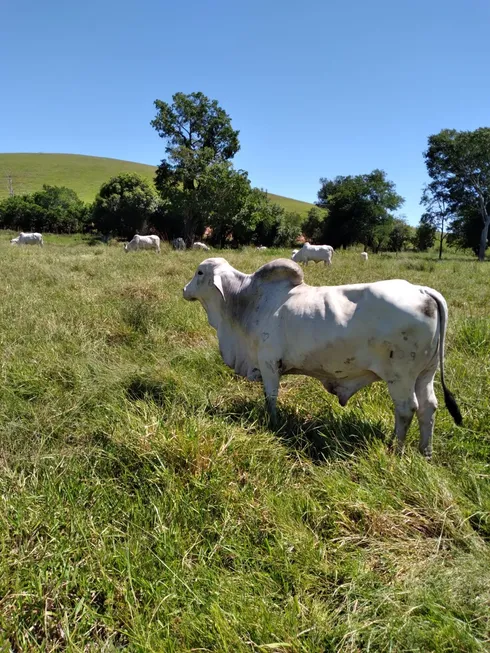 Foto 1 de Fazenda/Sítio com 2 Quartos à venda, 960000m² em Zona Rural, Silva Jardim