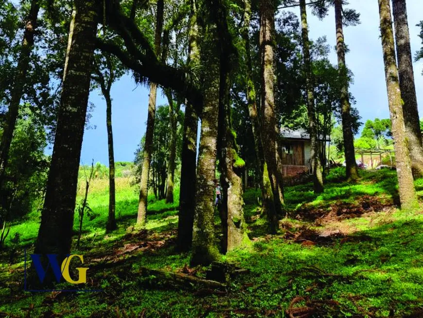 Foto 1 de Fazenda/Sítio à venda, 6050m² em São Caetano, Balsa Nova