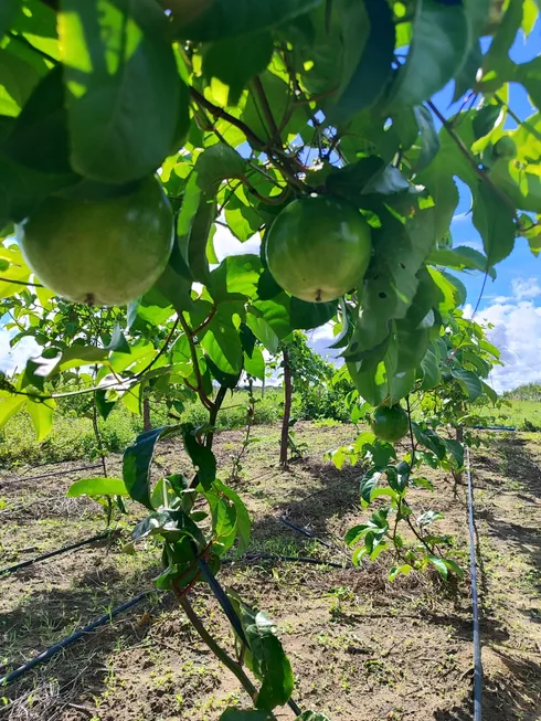 Foto 1 de Fazenda/Sítio com 1 Quarto à venda, 90m² em , Monte Alegre