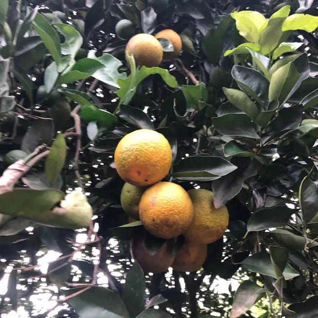 Foto 1 de Fazenda/Sítio à venda em Jardim Urano, São José do Rio Preto