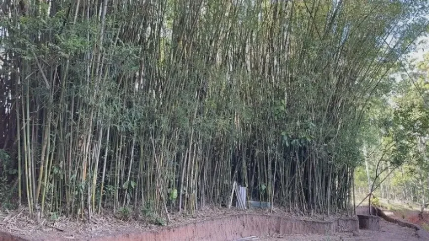 Foto 1 de Fazenda/Sítio com 3 Quartos à venda, 10m² em Centro, Taquara