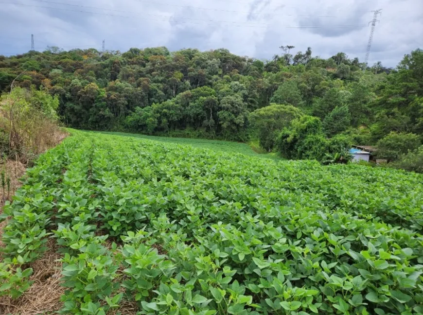 Foto 1 de Fazenda/Sítio à venda, 24200m² em Área Rural de Campo Largo, Campo Largo