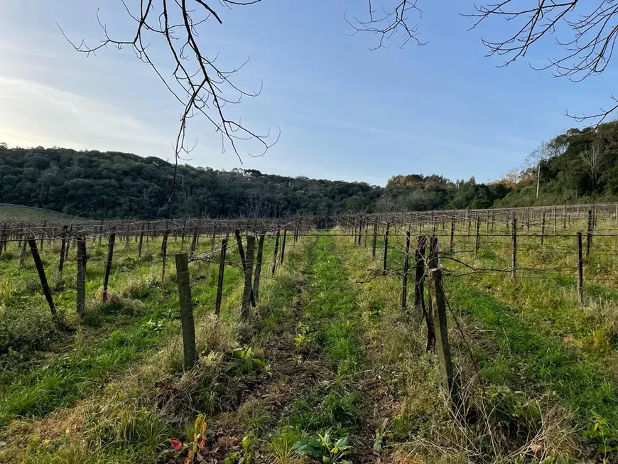 Foto 1 de Lote/Terreno à venda, 150000m² em Centro, Caxias do Sul