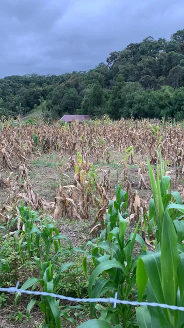 Foto 1 de Fazenda/Sítio à venda, 24000m² em Zona Rural, Mandirituba