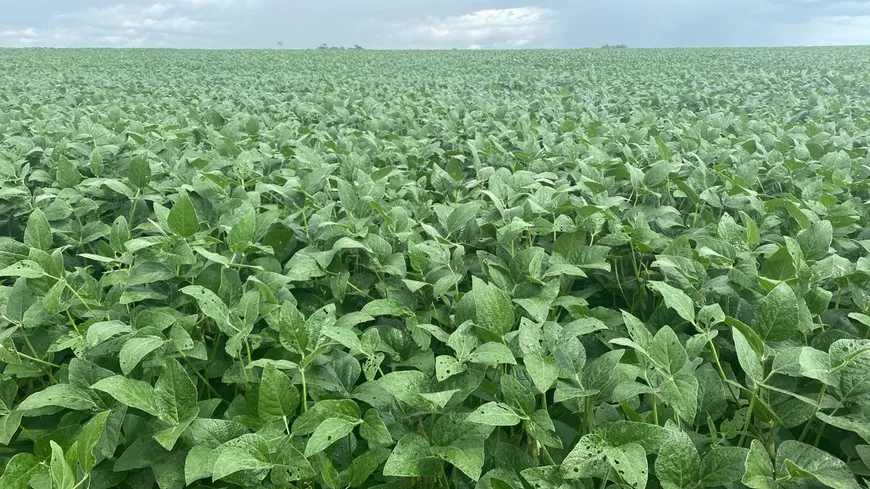 Foto 1 de Fazenda/Sítio com 7 Quartos à venda, 964m² em , Rosário Oeste