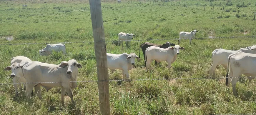 Foto 1 de Fazenda/Sítio com 2 Quartos à venda, 1m² em URURAI, Campos dos Goytacazes