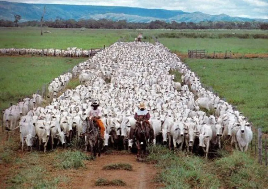 Foto 1 de Fazenda/Sítio com 20 Quartos à venda, 149000000m² em Zona Rural, Rondolândia