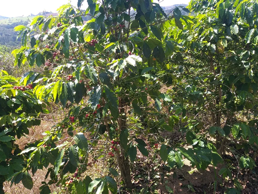 Foto 1 de Fazenda/Sítio com 2 Quartos à venda, 60000m² em Zona Rural, Amparo