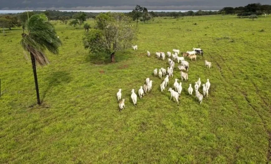 Foto 1 de com 3 Quartos à venda, 8615200m² em Zona Rural, Campos Belos