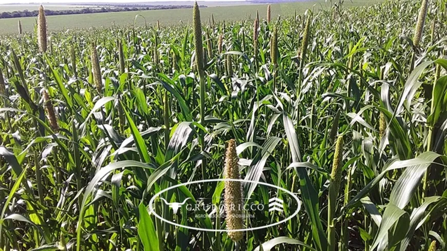 Foto 1 de Fazenda/Sítio à venda em Zona Rural, Novo São Joaquim