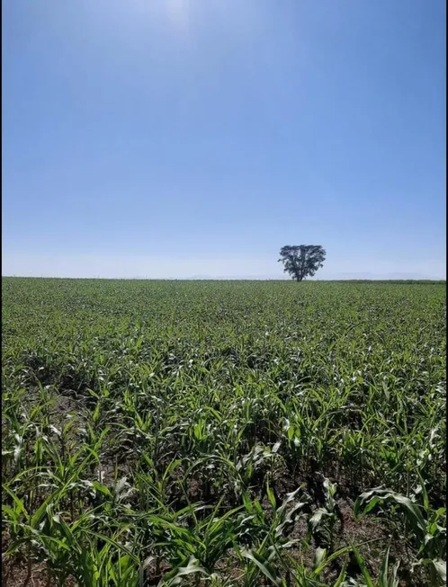 Foto 1 de Fazenda/Sítio com 3 Quartos à venda, 75m² em Area Rural de Sao Joao da Boa Vista, São João da Boa Vista