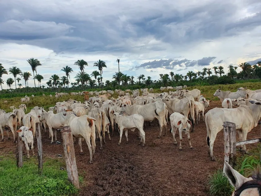 Foto 1 de Fazenda/Sítio à venda em , Penalva