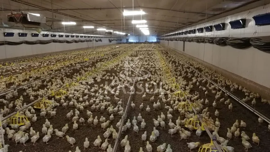 Foto 1 de Fazenda/Sítio com 8 Quartos à venda, 266200m² em , Maripá