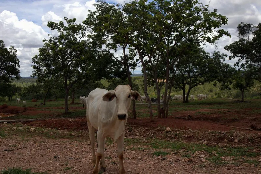 Foto 1 de Lote/Terreno à venda, 20000m² em Centro, Jequitibá