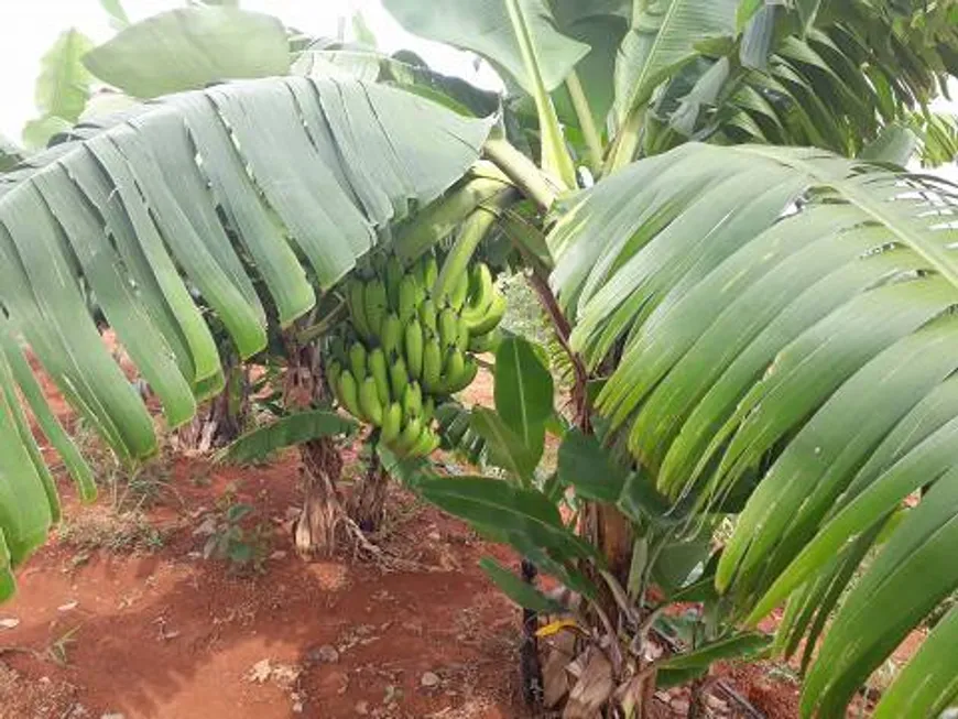 Foto 1 de Lote/Terreno à venda, 20000m² em Centro, Paraopeba