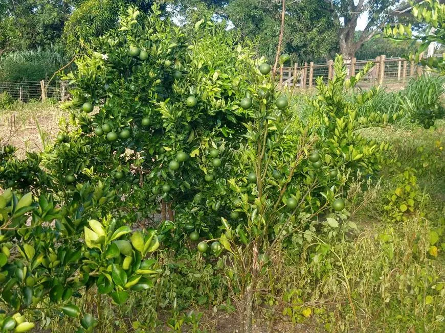 Foto 1 de Fazenda/Sítio com 2 Quartos à venda, 1300m² em Area Rural de Camacari, Camaçari