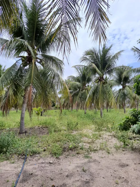 Foto 1 de Fazenda/Sítio com 3 Quartos à venda, 16000m² em Centro, Vera Cruz